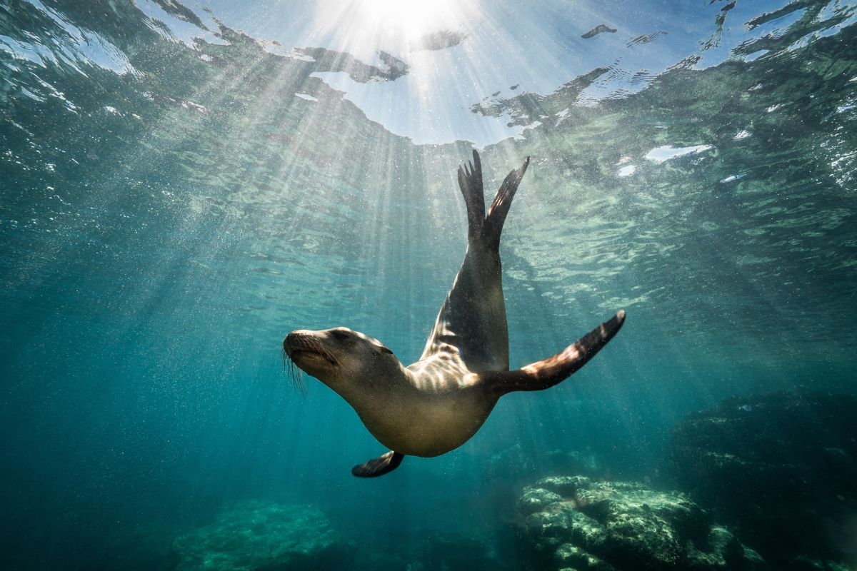 sea lion swims in a reef